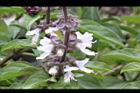 羅勒-紅花37.JPG
