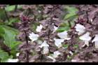 羅勒-紅花39.JPG