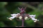 羅勒-紅花40.JPG