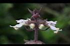 羅勒-紅花41.JPG