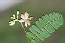 羅望子-花13.jpg