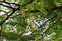 羅望子-花14.jpg