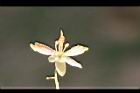 羅望子-花15.jpg