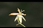 羅望子-花16.jpg