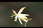 羅望子-花18.jpg