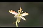 羅望子-花19.jpg