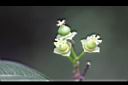 羅比梅-花05.jpg