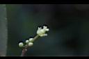 羅比梅-花10.jpg