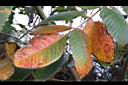 羅氏鹽膚木-紅葉1.JPG