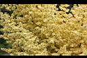 羅氏鹽膚木-雄花39.JPG