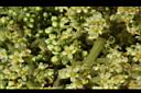 羅氏鹽膚木-雌花37.JPG