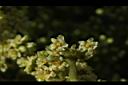 羅氏鹽膚木-雌花45.JPG
