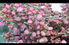 羅氏鹽膚木-實10.JPG