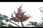 羅氏鹽膚木-實序05.JPG