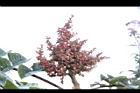 羅氏鹽膚木-實序12.JPG