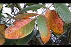 羅氏鹽膚木-紅葉0.JPG