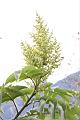羅氏鹽膚木-雄花00.JPG