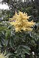 羅氏鹽膚木-雄花08.JPG