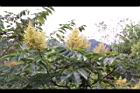 羅氏鹽膚木-雄花18.JPG