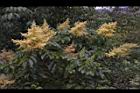 羅氏鹽膚木-雄花19.JPG