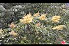 羅氏鹽膚木-雄花20.JPG