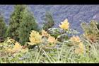 羅氏鹽膚木-雄花21.JPG