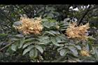 羅氏鹽膚木-雄花25.JPG