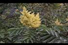 羅氏鹽膚木-雄花31.JPG