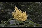 羅氏鹽膚木-雄花34.JPG