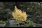 羅氏鹽膚木-雄花35.JPG
