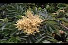 羅氏鹽膚木-雄花36.JPG