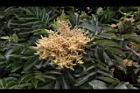 羅氏鹽膚木-雄花37.JPG