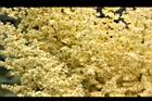 羅氏鹽膚木-雄花40.JPG