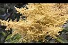 羅氏鹽膚木-雄花41.JPG