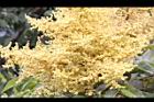 羅氏鹽膚木-雄花42.JPG