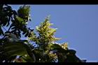 羅氏鹽膚木-雌花01.JPG