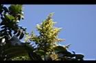 羅氏鹽膚木-雌花03.JPG