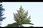 羅氏鹽膚木-雌花12.JPG