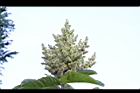 羅氏鹽膚木-雌花15.JPG