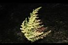 羅氏鹽膚木-雌花18.JPG