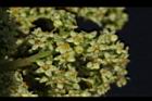 羅氏鹽膚木-雌花20.JPG