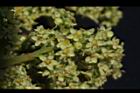 羅氏鹽膚木-雌花21.JPG