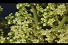 羅氏鹽膚木-雌花34.JPG