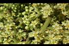 羅氏鹽膚木-雌花36.JPG