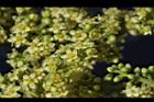 羅氏鹽膚木-雌花41.JPG