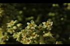 羅氏鹽膚木-雌花43.JPG