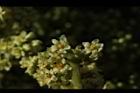 羅氏鹽膚木-雌花46.JPG