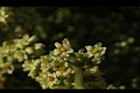 羅氏鹽膚木-雌花47.JPG