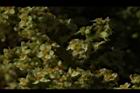 羅氏鹽膚木-雌花49.JPG