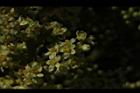 羅氏鹽膚木-雌花51.JPG